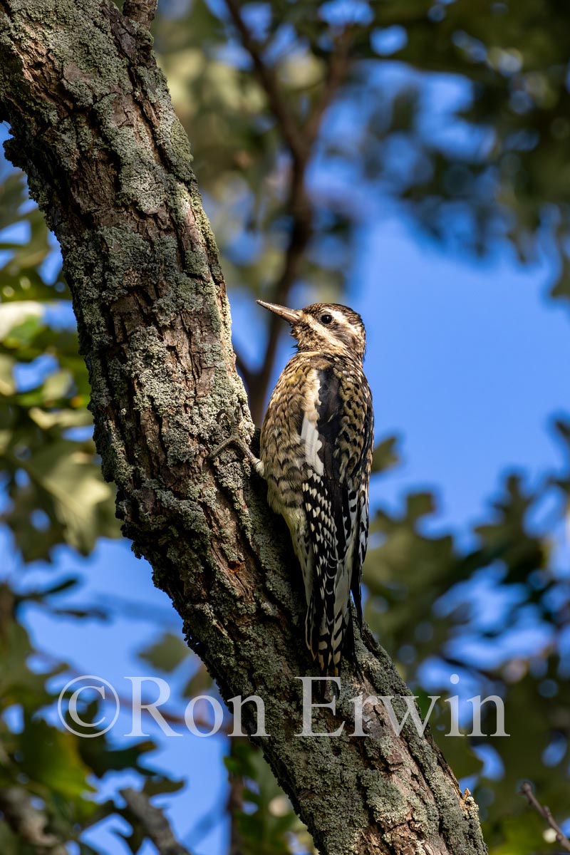 Juvenile Yellow-belly Sapsucker