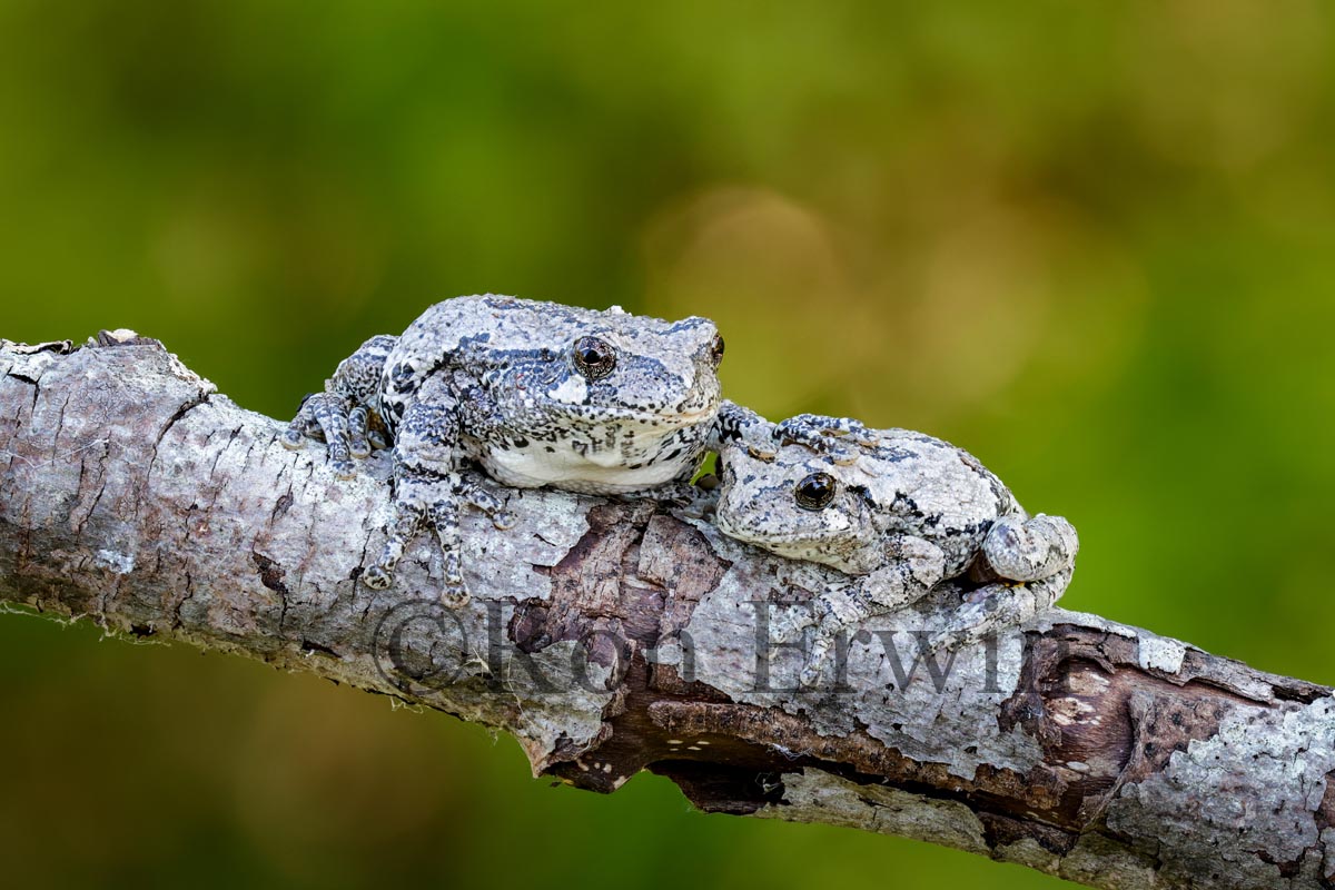 Gray Treefrogs