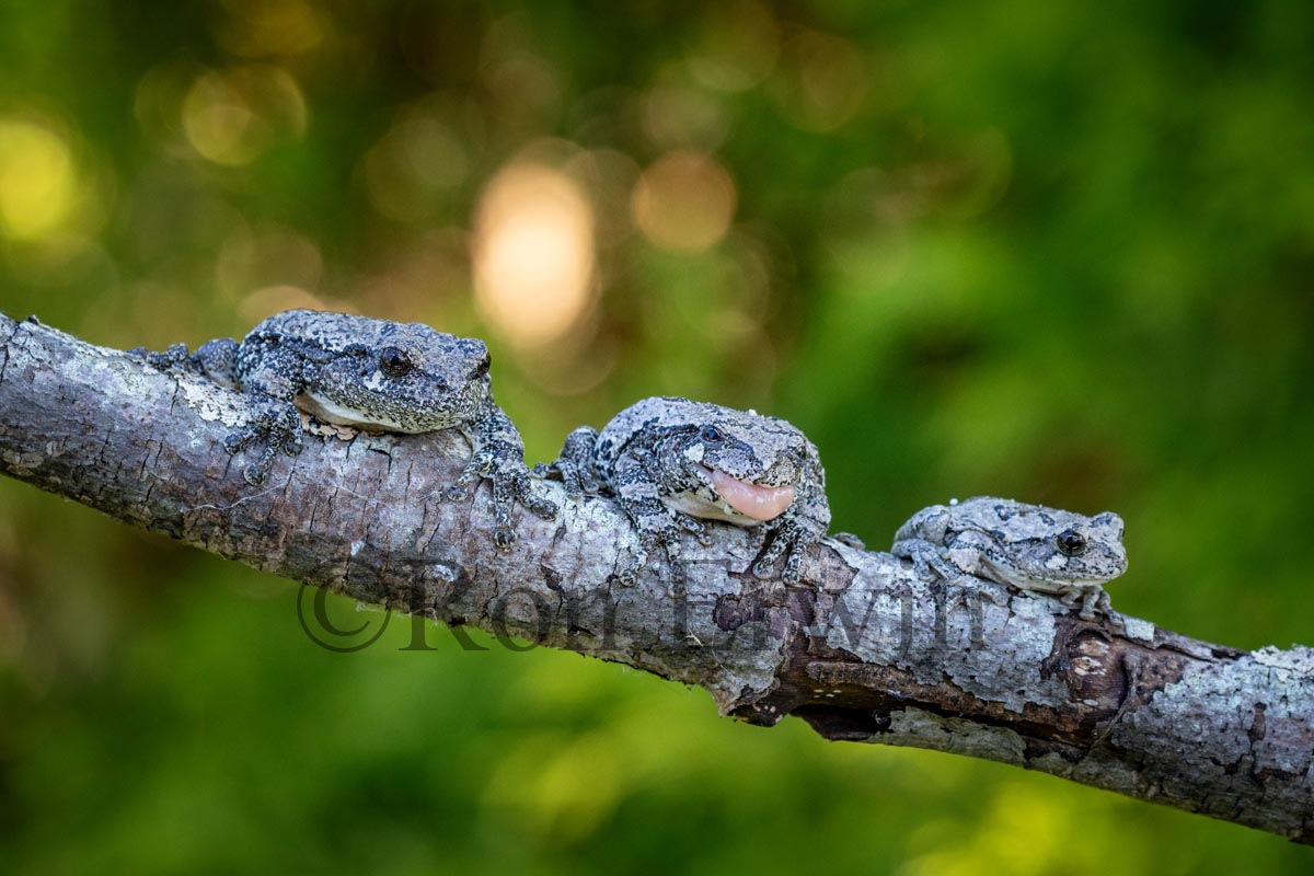 Gray Treefrogs