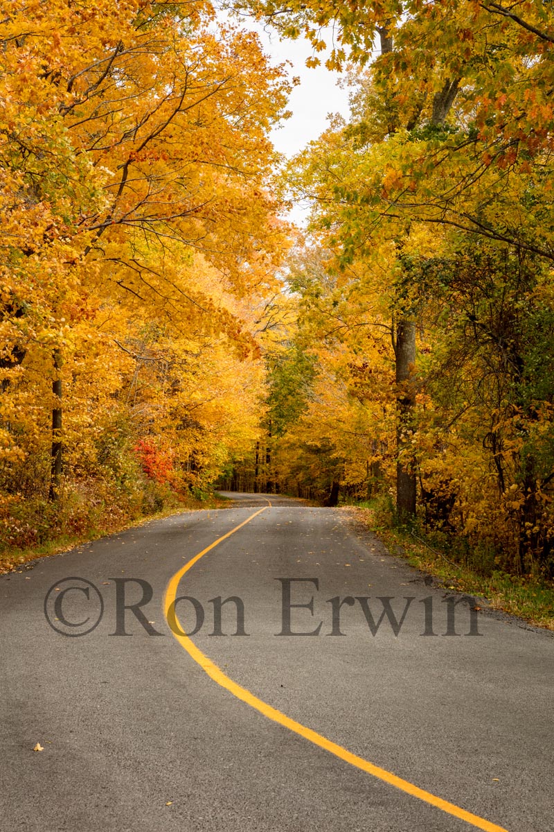 Grimmon's Woods, PEC, ON