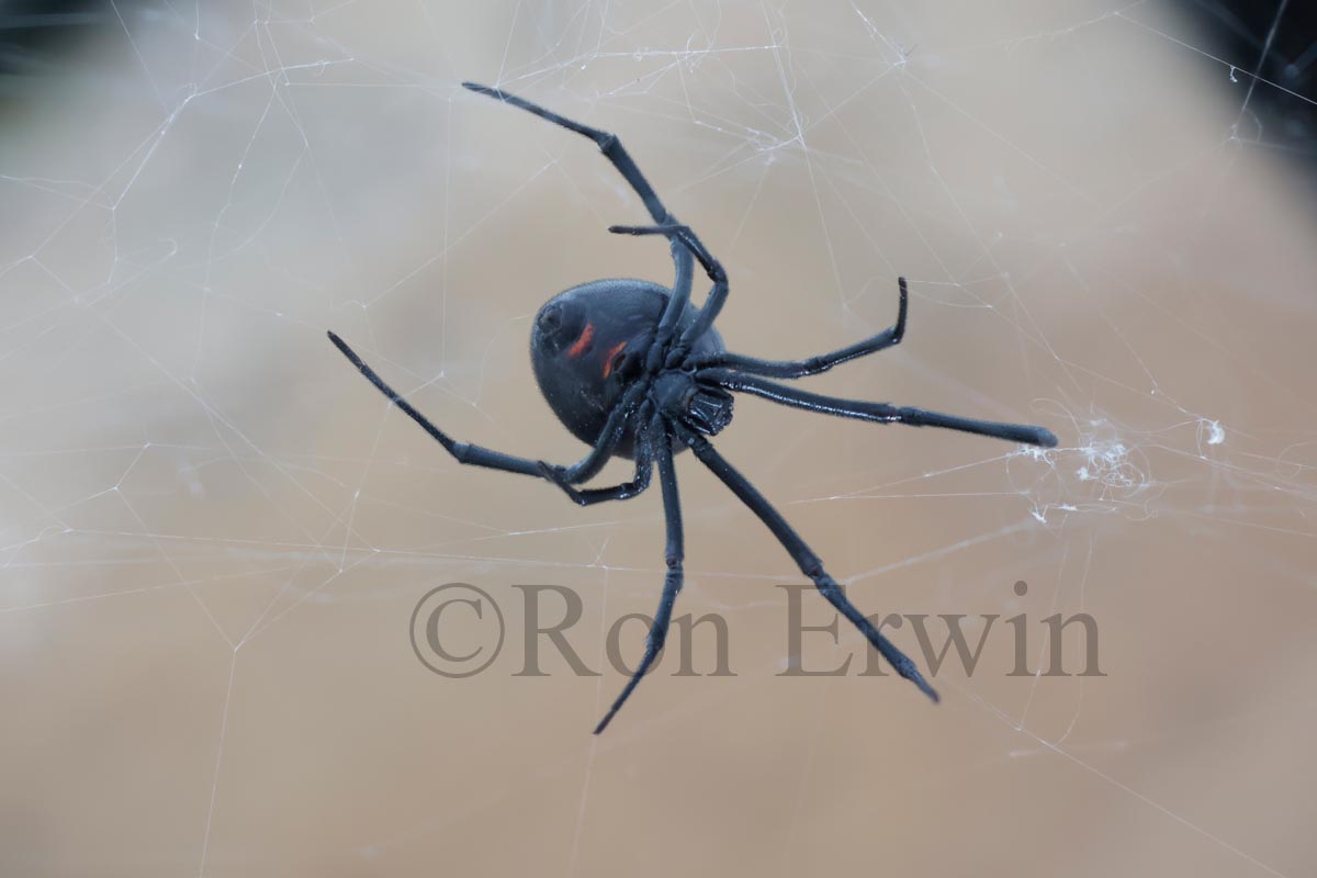 Female Northern Black Widow Spider
