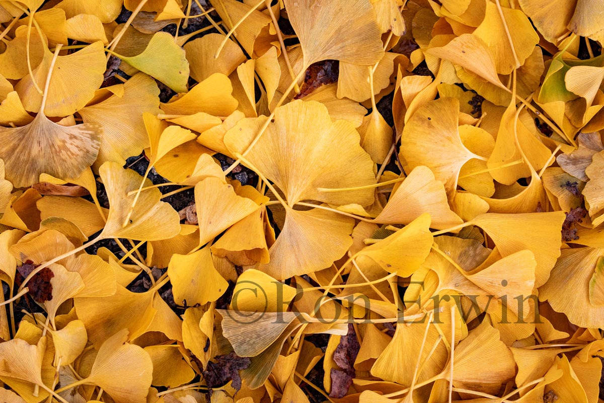 Ginkgo Leaves