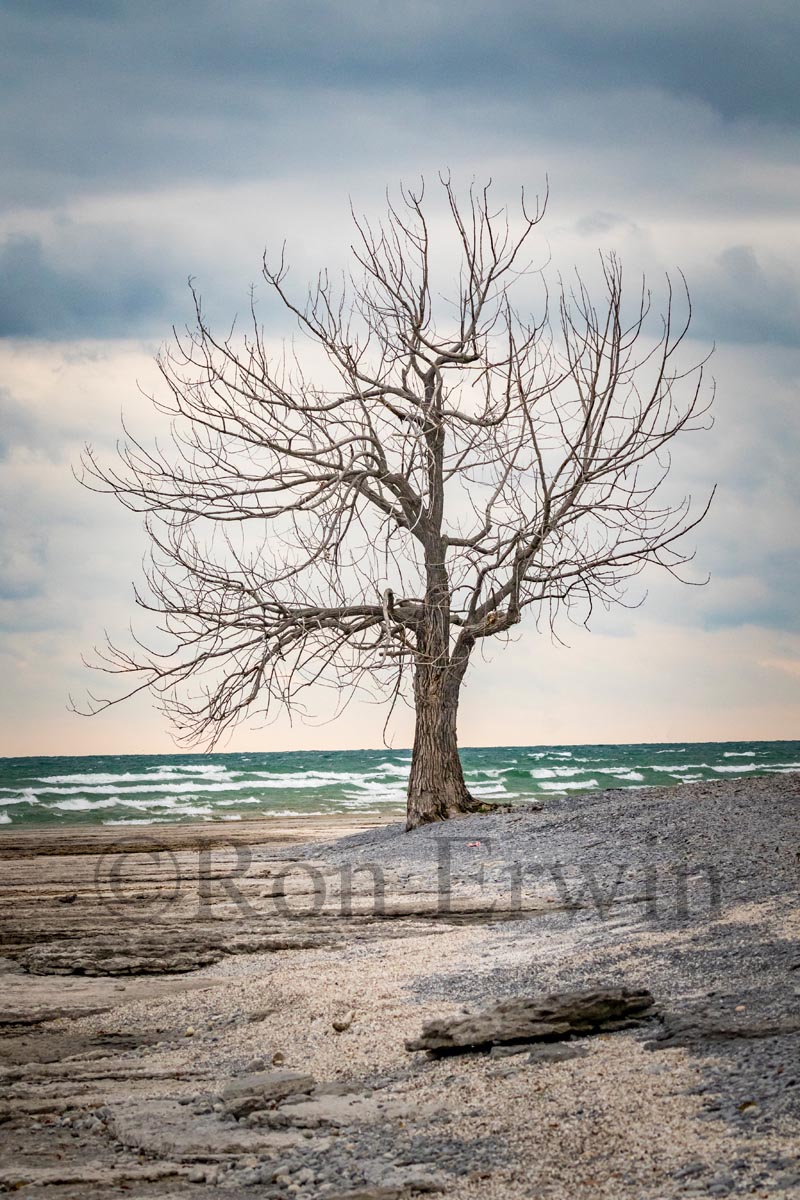 Ostrander Point Tree, ON