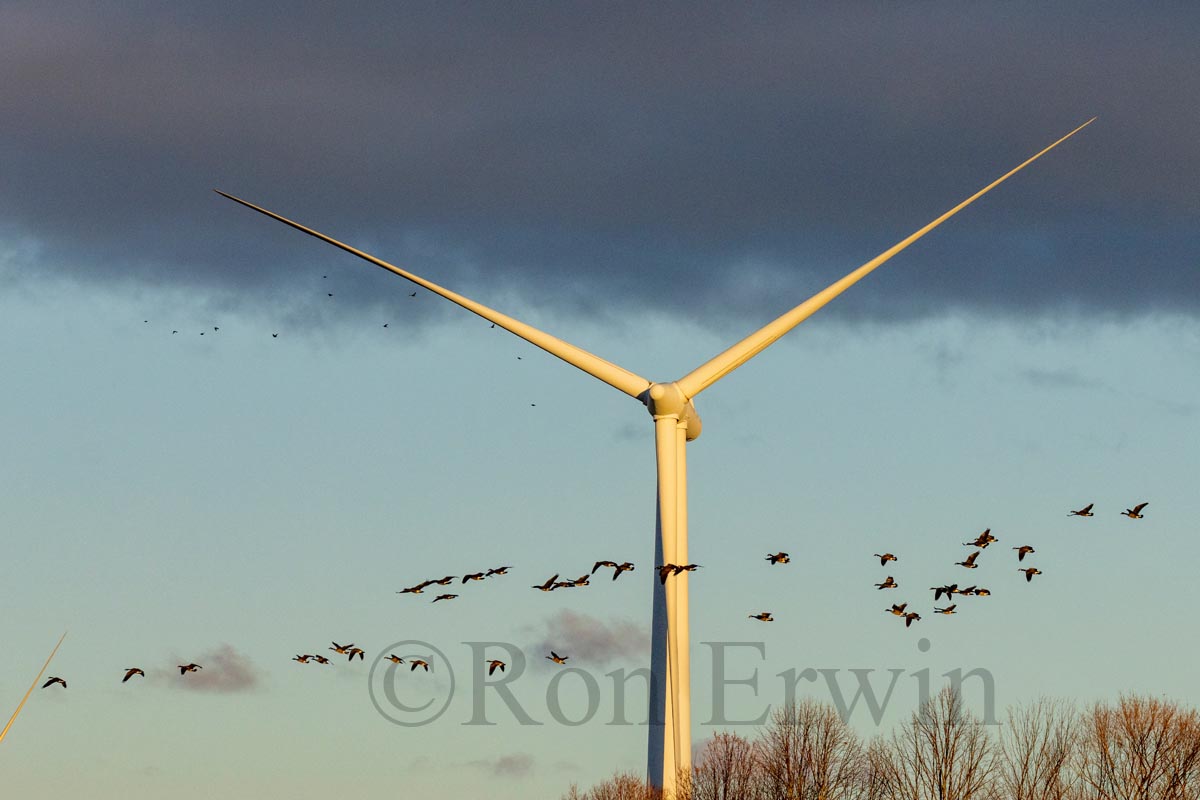 Geese & Wind Turbine