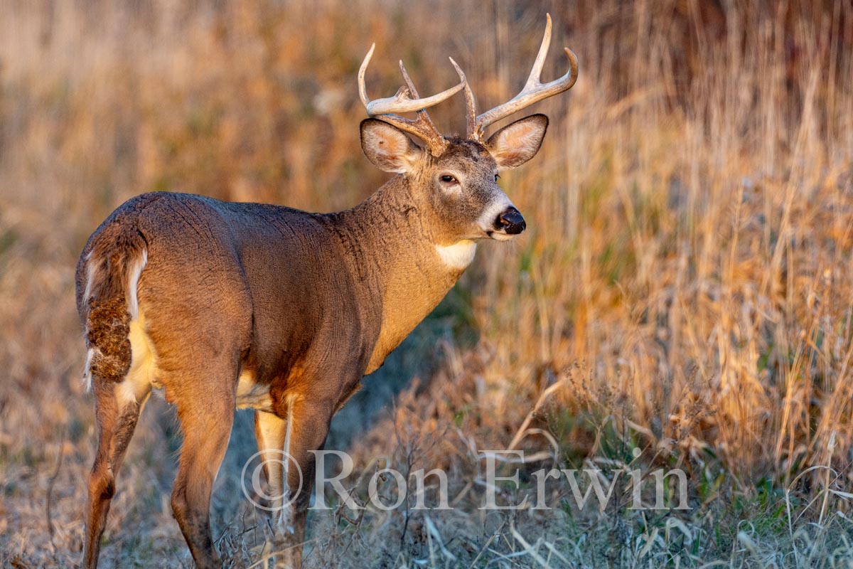 White-tailed Deer Buck
