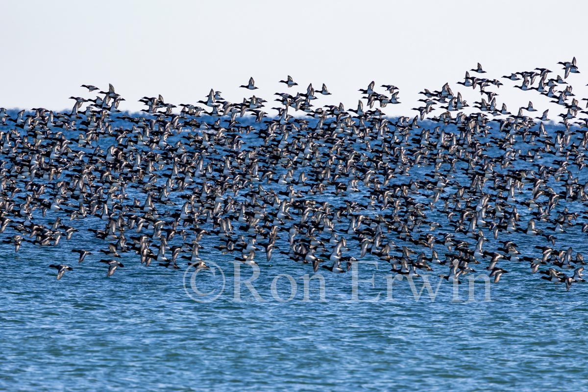 Scaup Flock