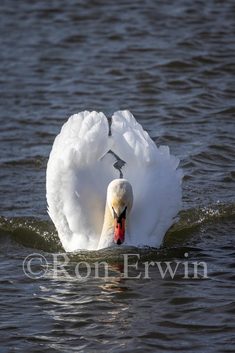 Mute Swan