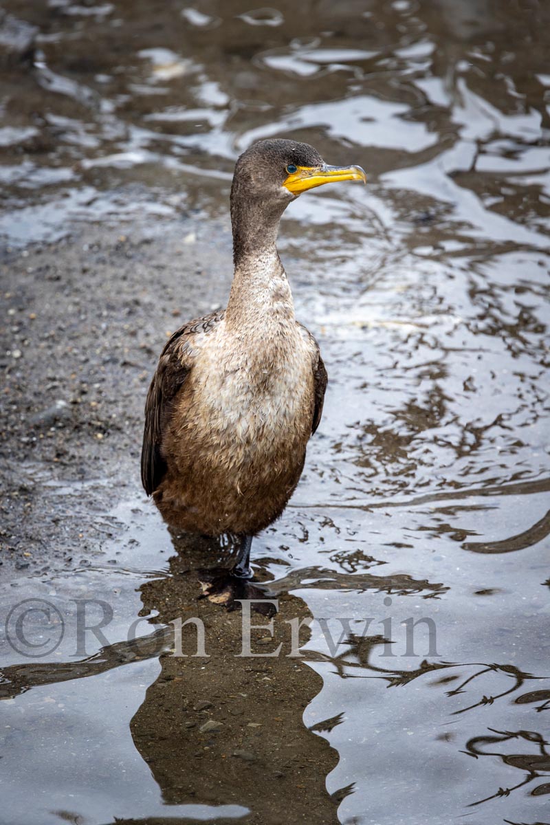 Double-crested Cormorant