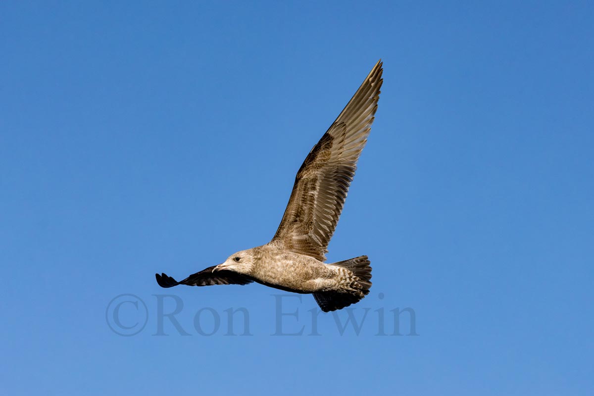 Juvenile Herring Gull