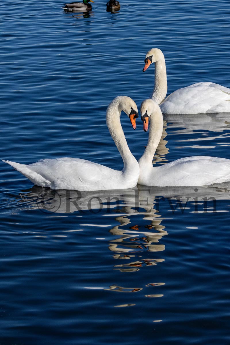 Mute Swans