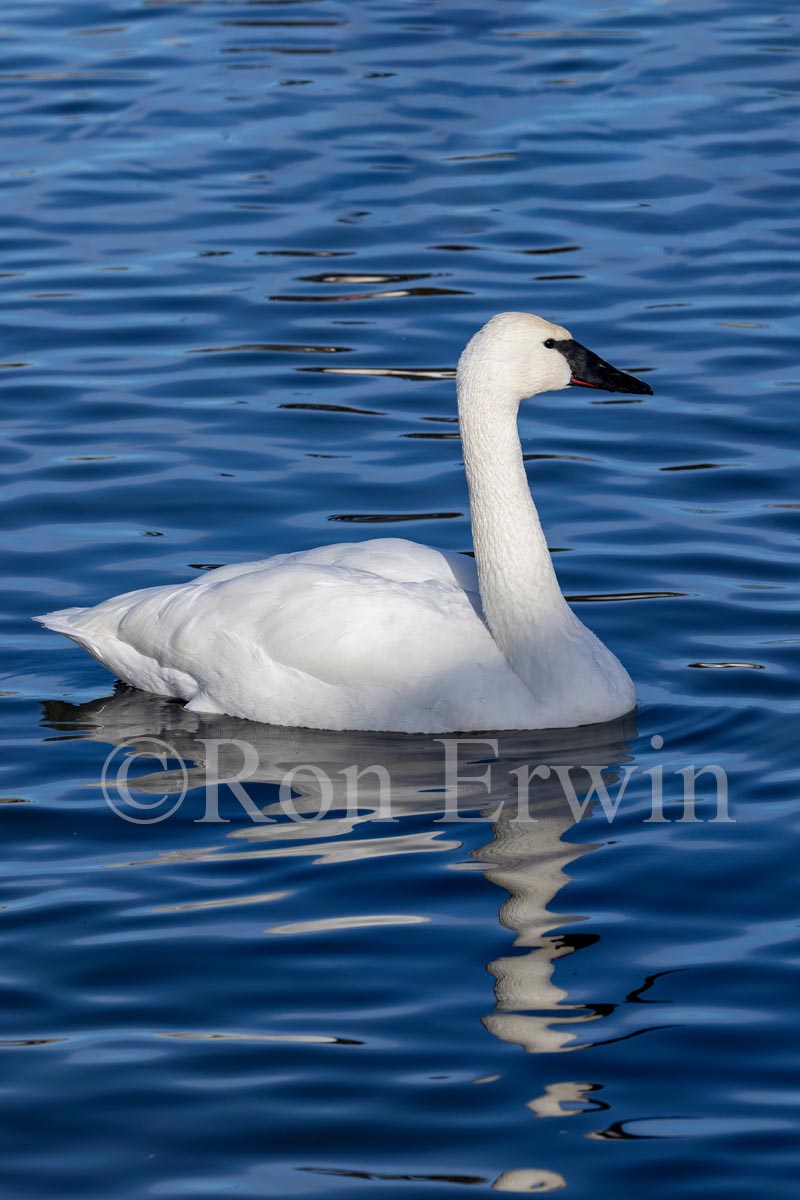 Trumpeter Swan