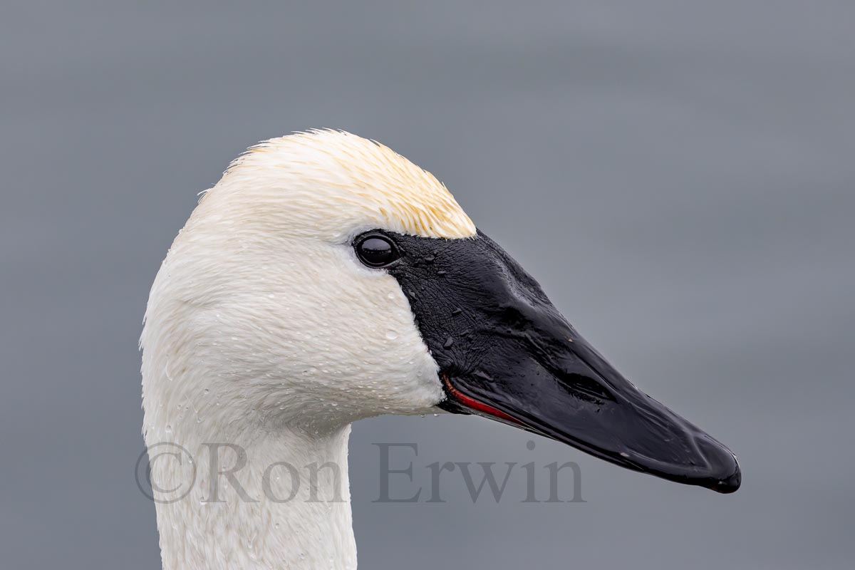Trumpeter Swan