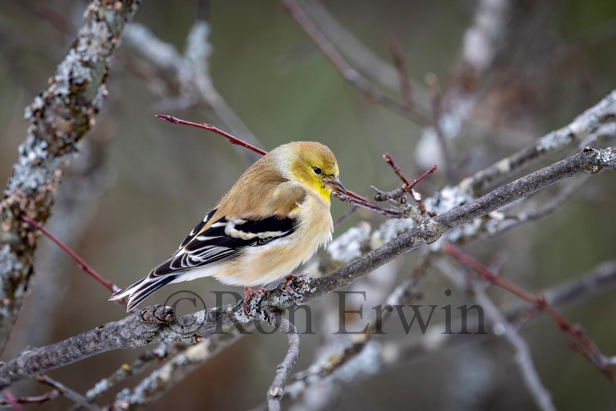 American Goldfinch
