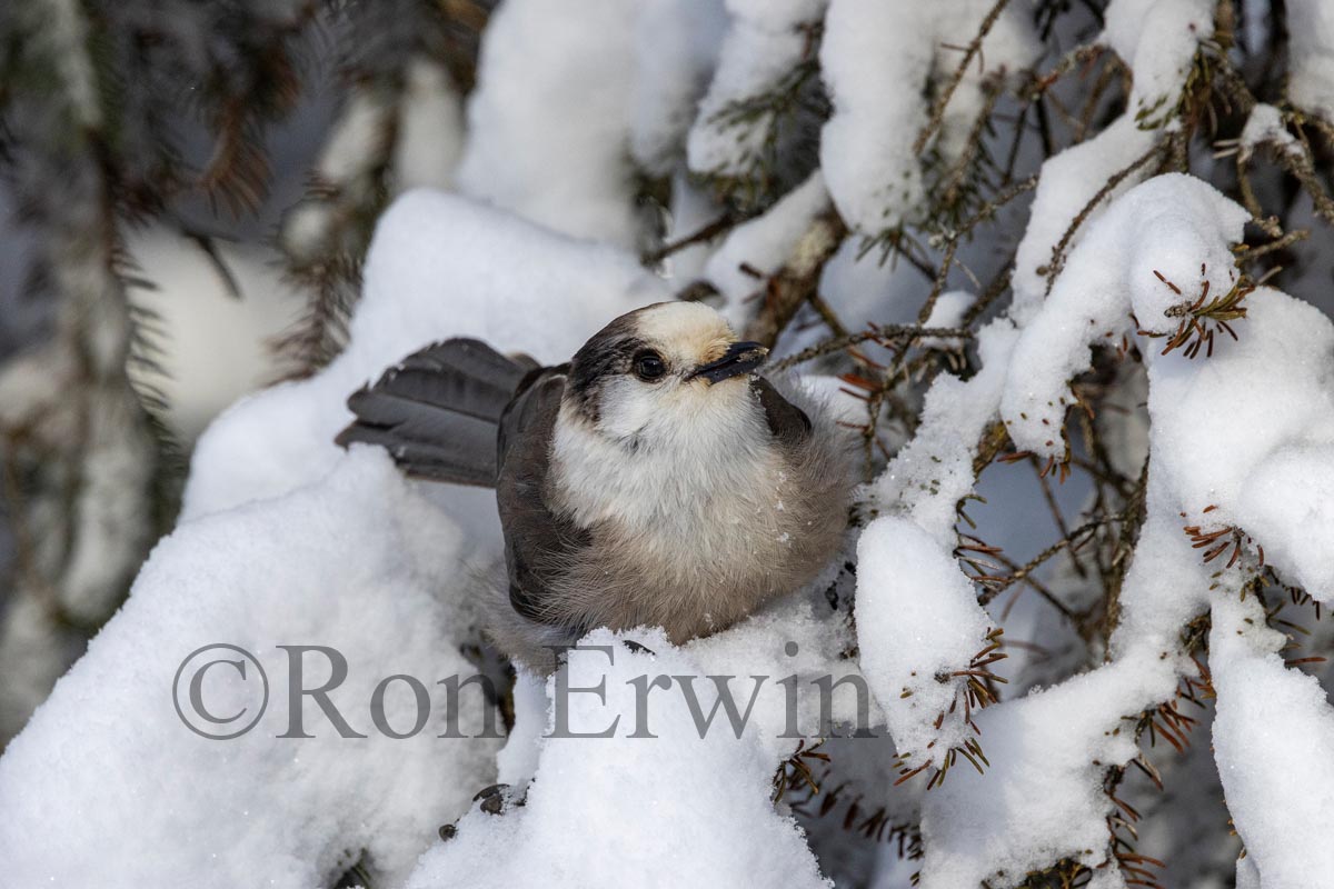 Canada Jay