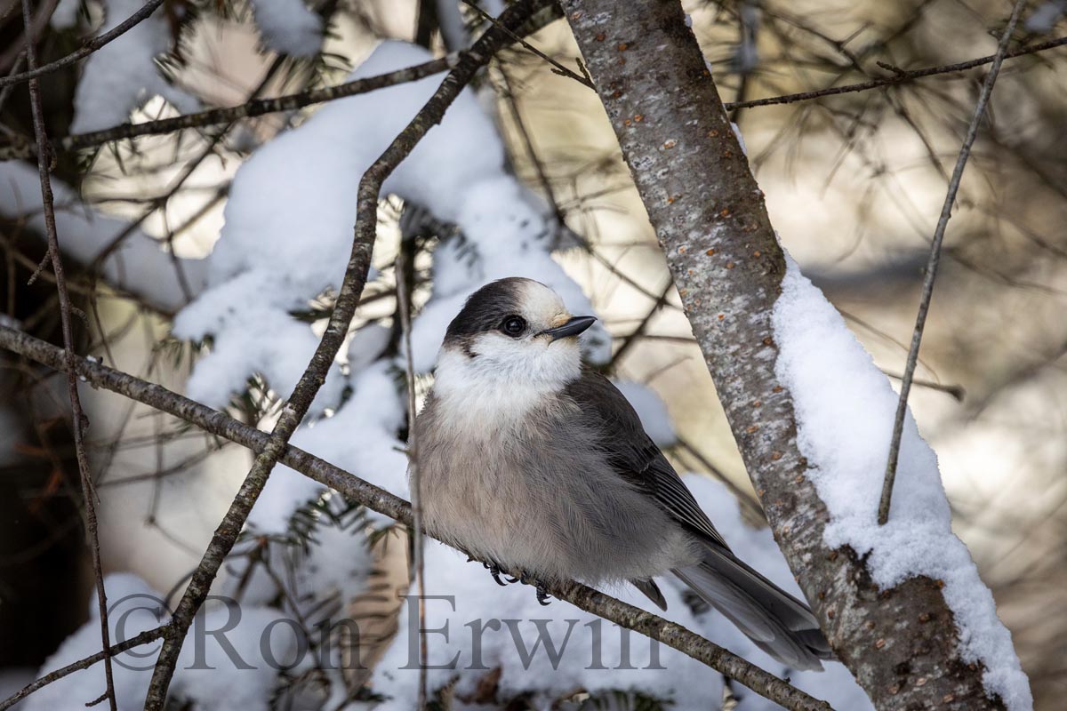 Canada Jay