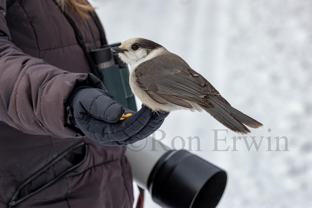 Canada Jay looking for Food
