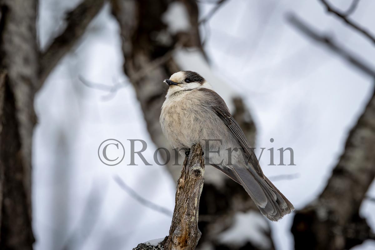 Canada Jay