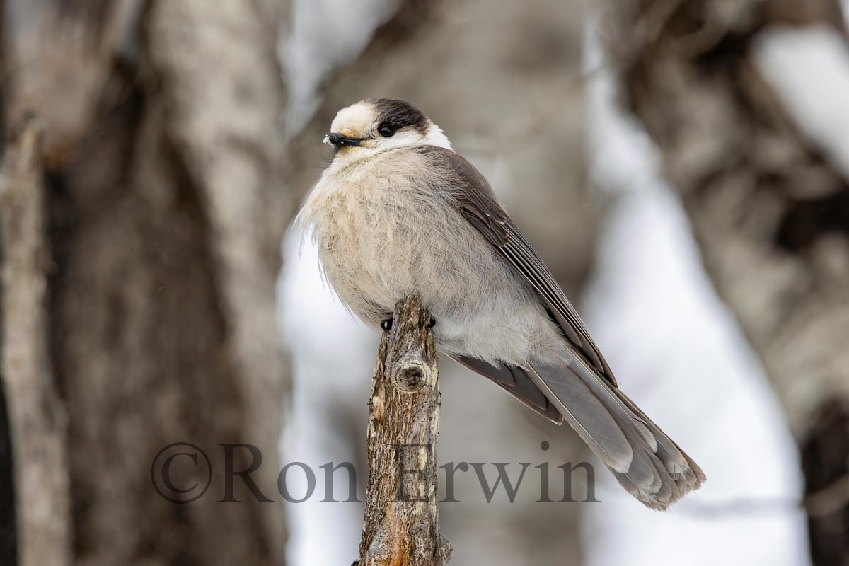 Canada Jay