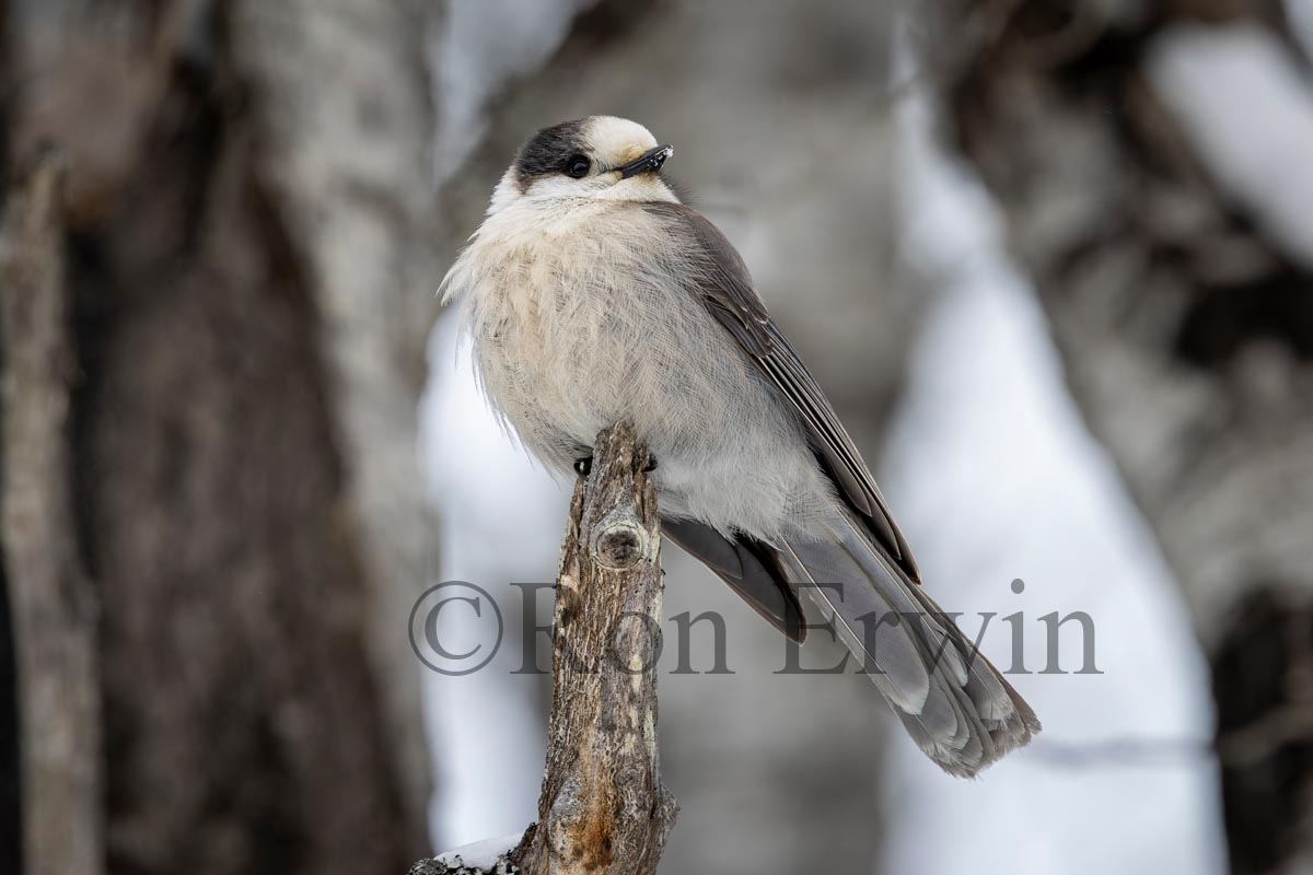 Canada Jay