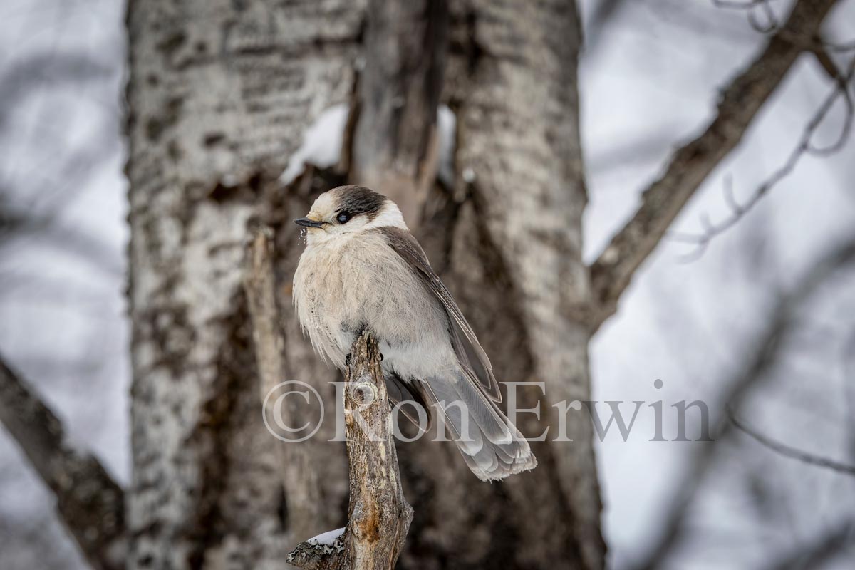 Canada Jay