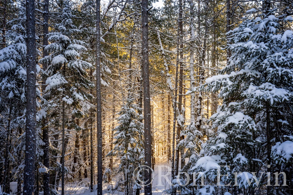 Sun and Snow Covered Trees
