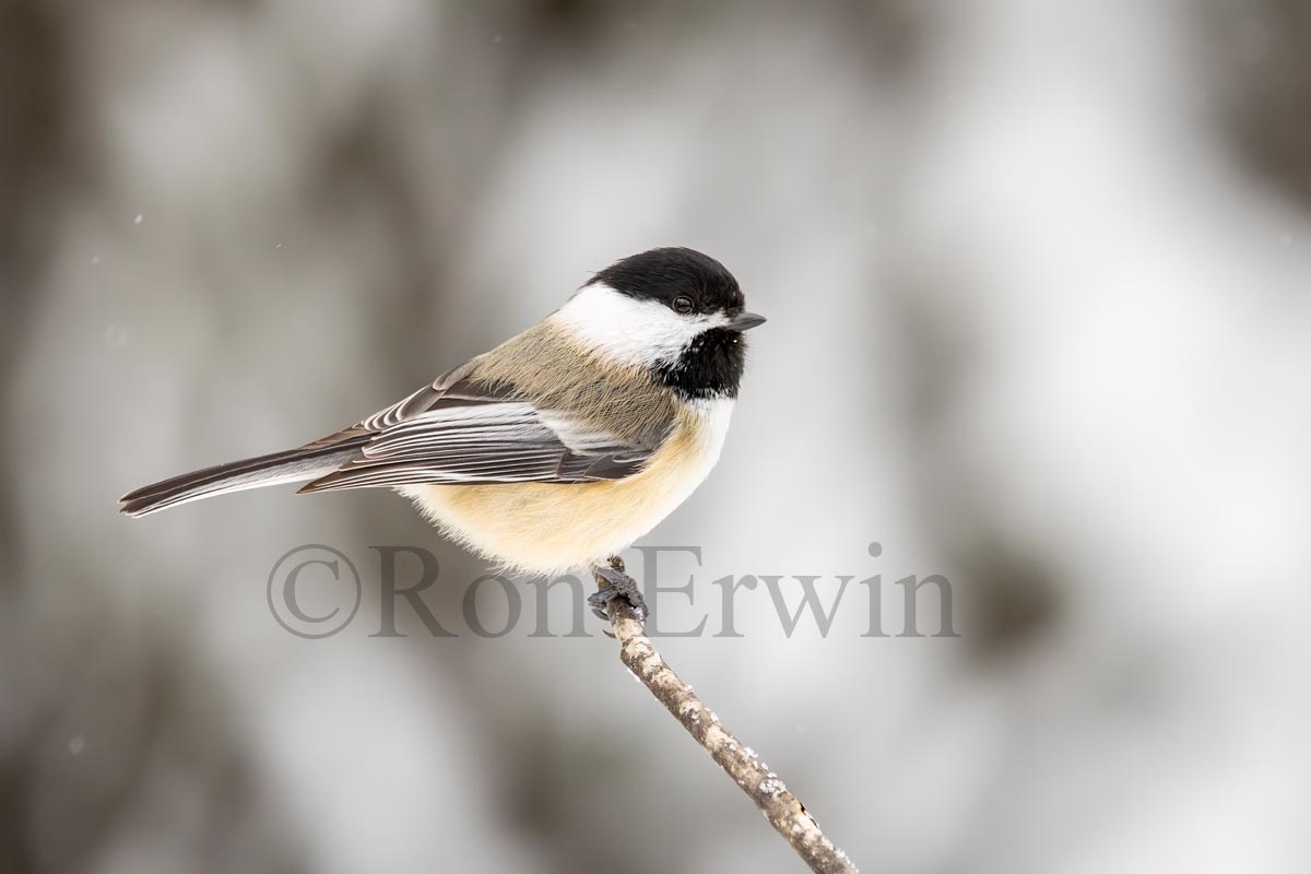 Black-capped Chickadee