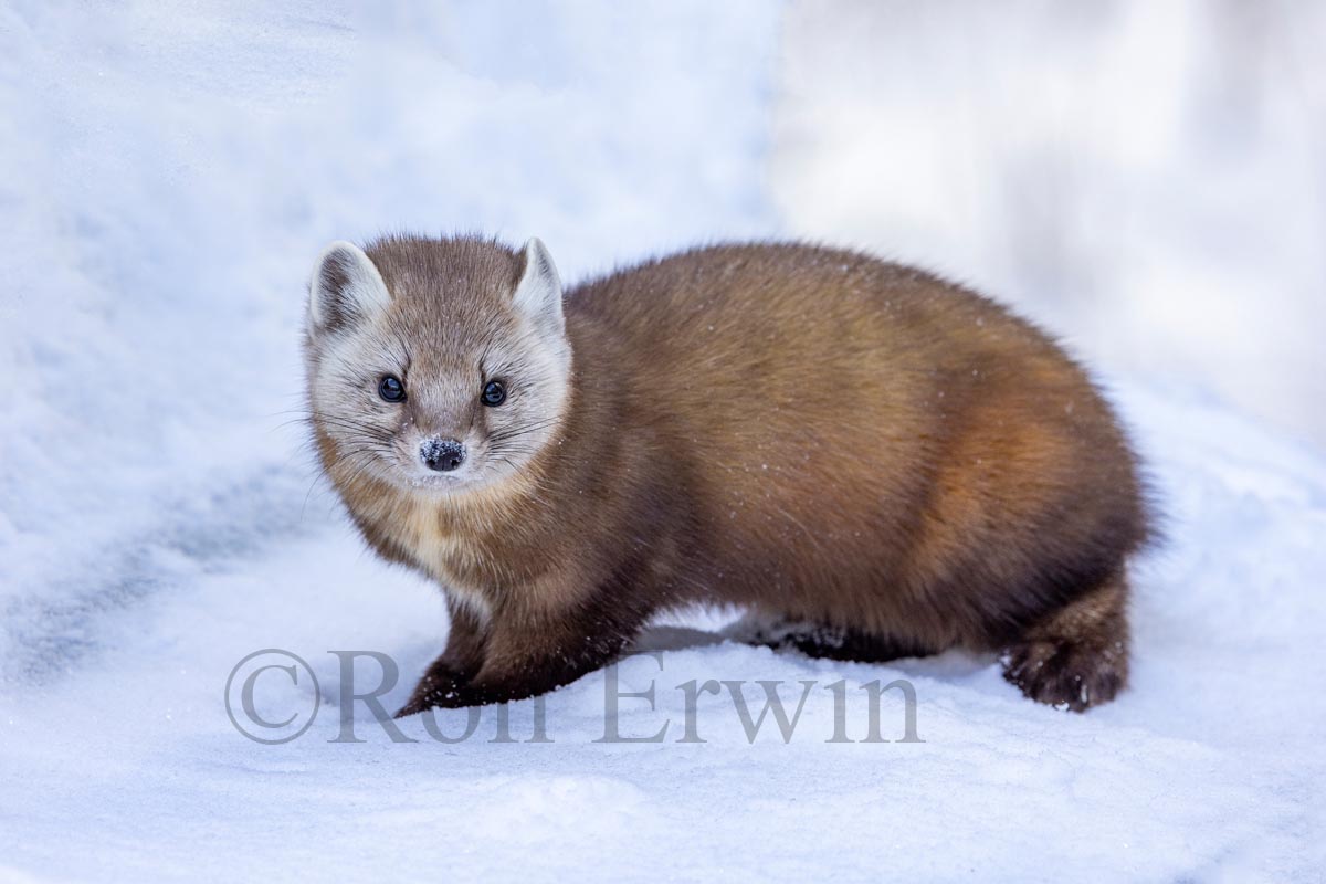 Pine Marten