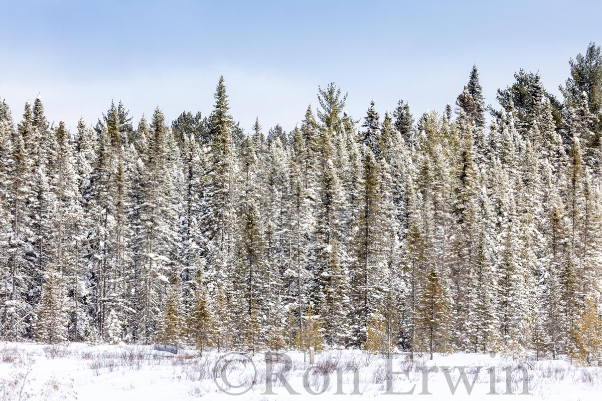 Snow Covered Trees
