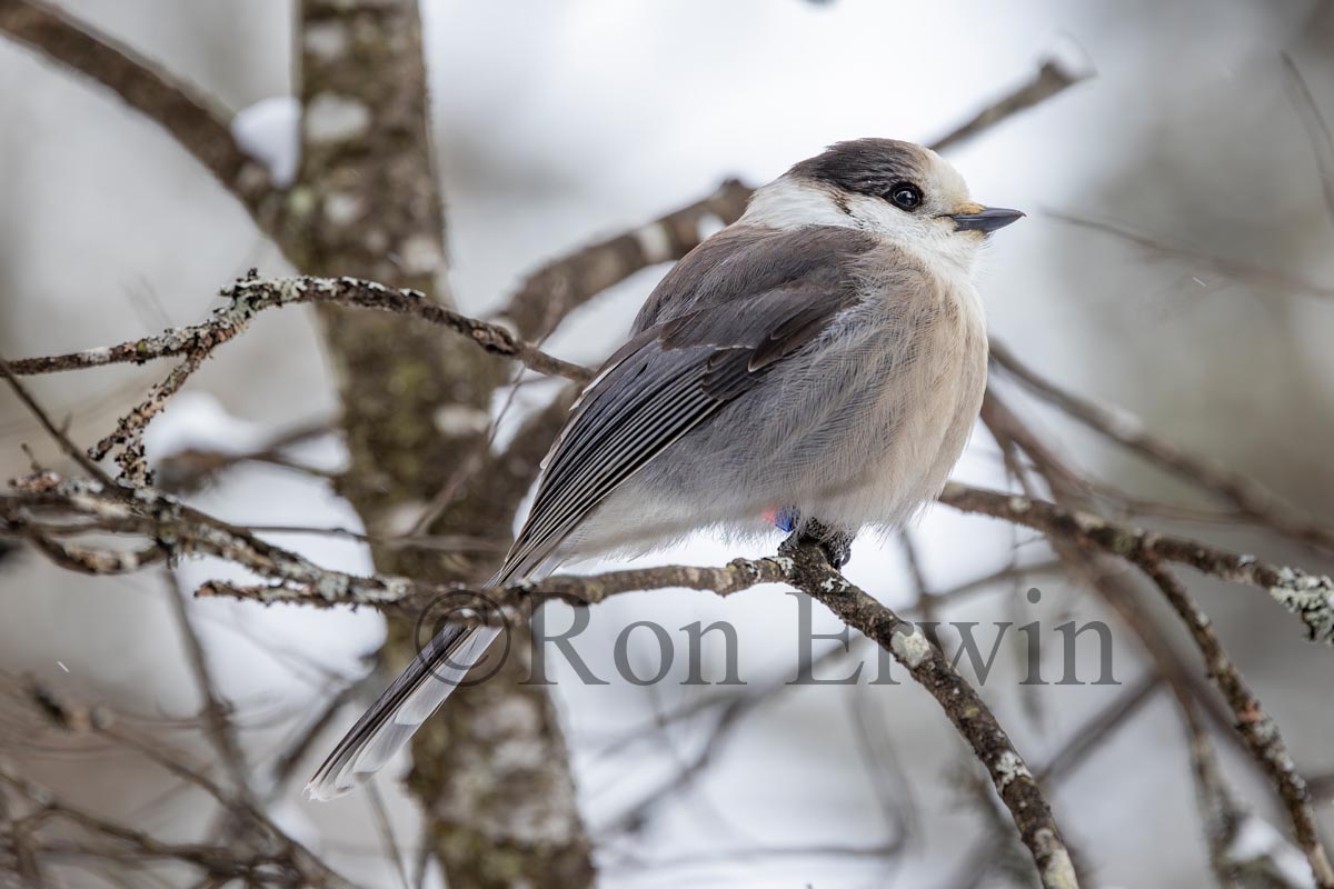 Canada Jay
