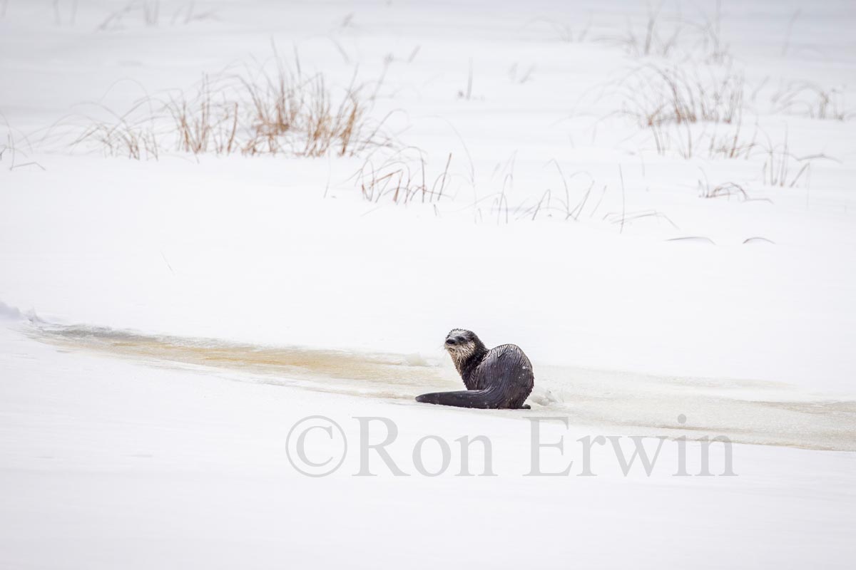 River Otter