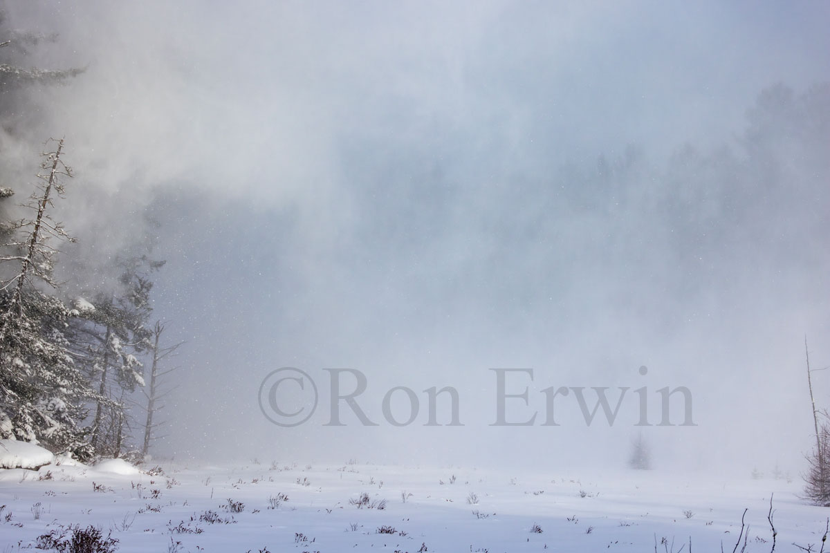 White-out in Algonquin