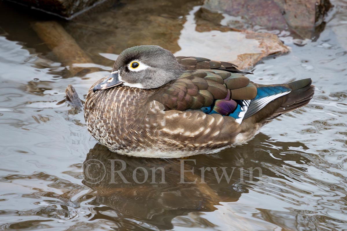 Female Wood Duck