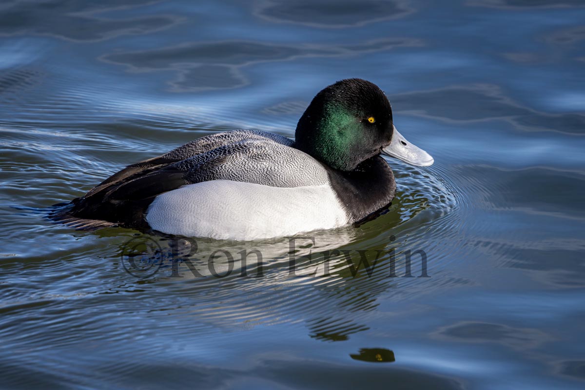 Greater Scaup