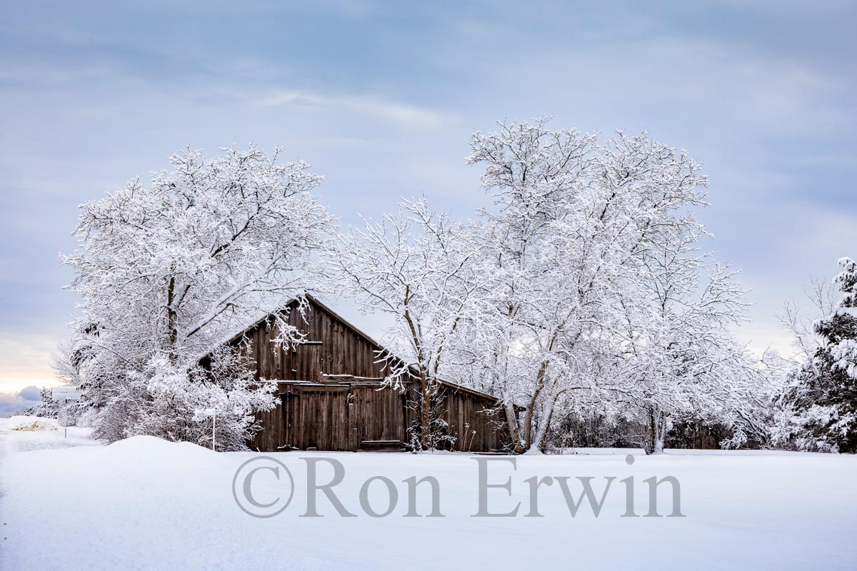 Old Shed in Winter