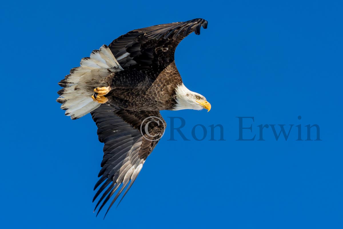 Bald Eagle Adult
