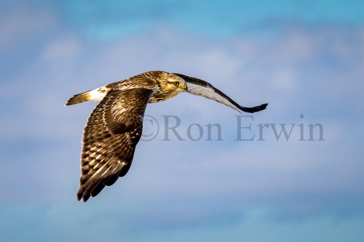 Rough-legged Hawk