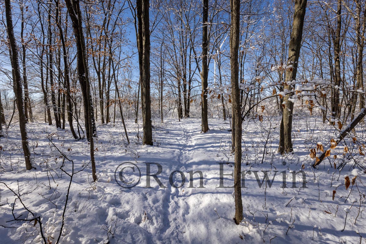 Sun through Trees in Winter