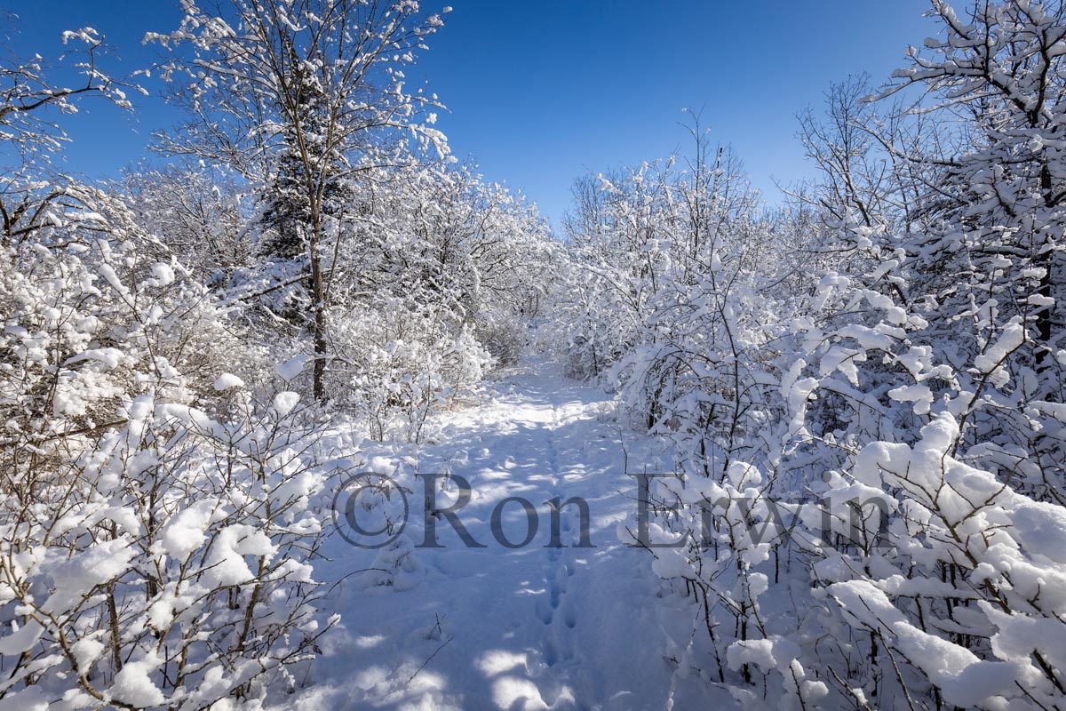 Snow Covered Trees