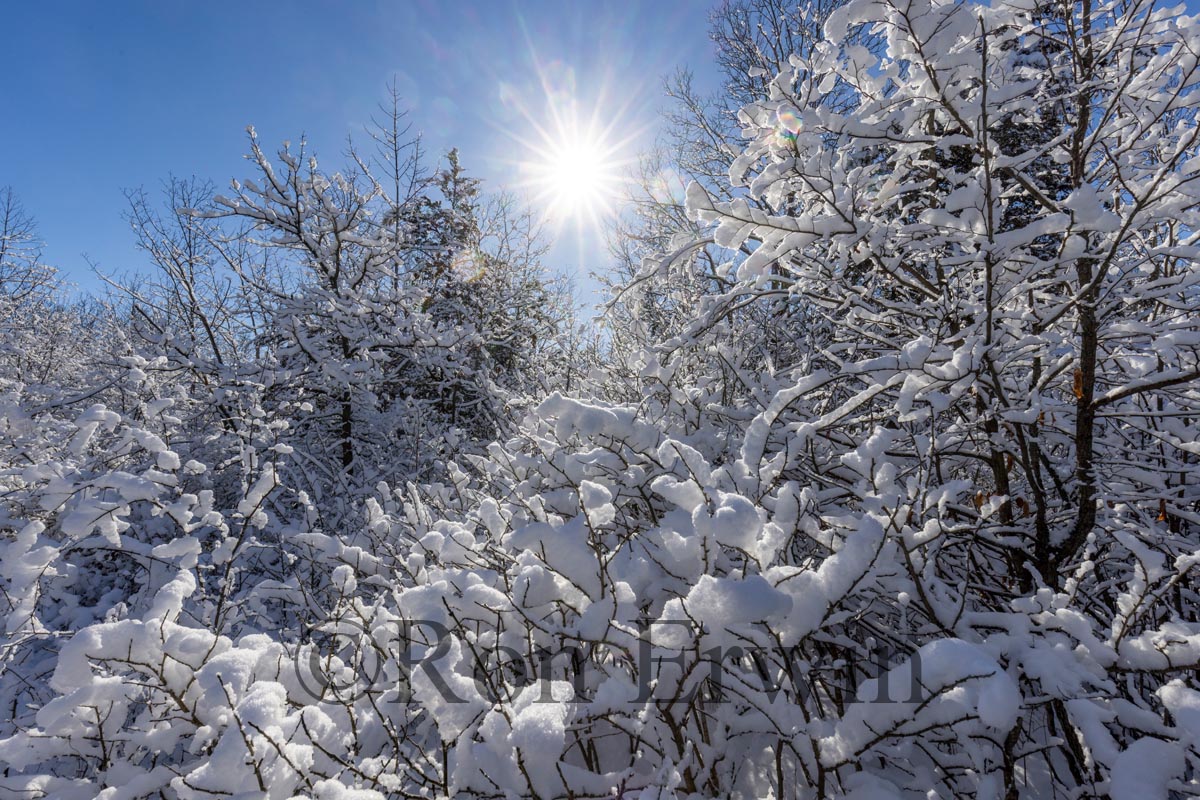 Snow Covered Trees