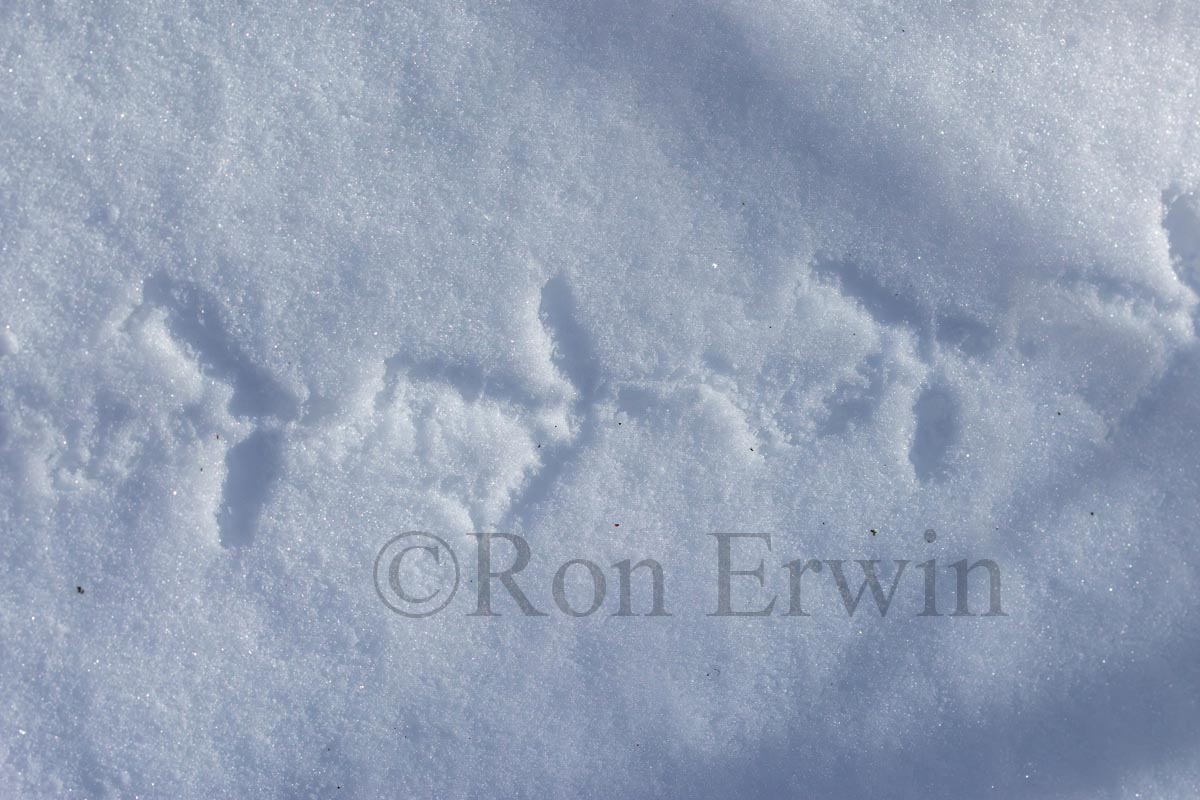 Grouse Tracks in Snow
