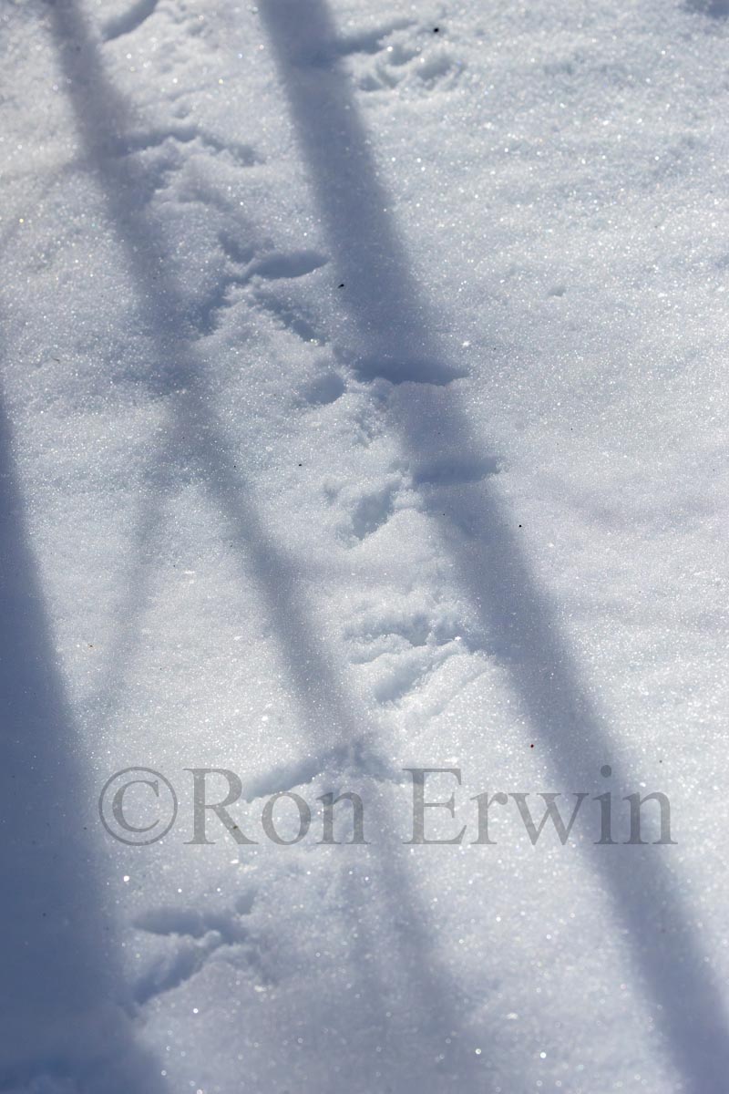 Grouse Tracks in Snow