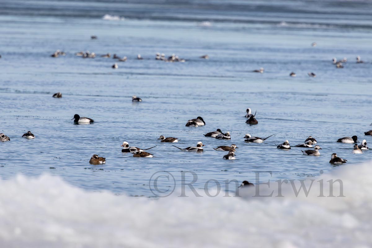 Long-tailed Ducks