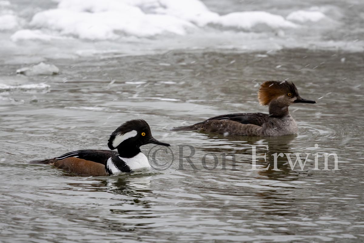 Hooded Mergansers