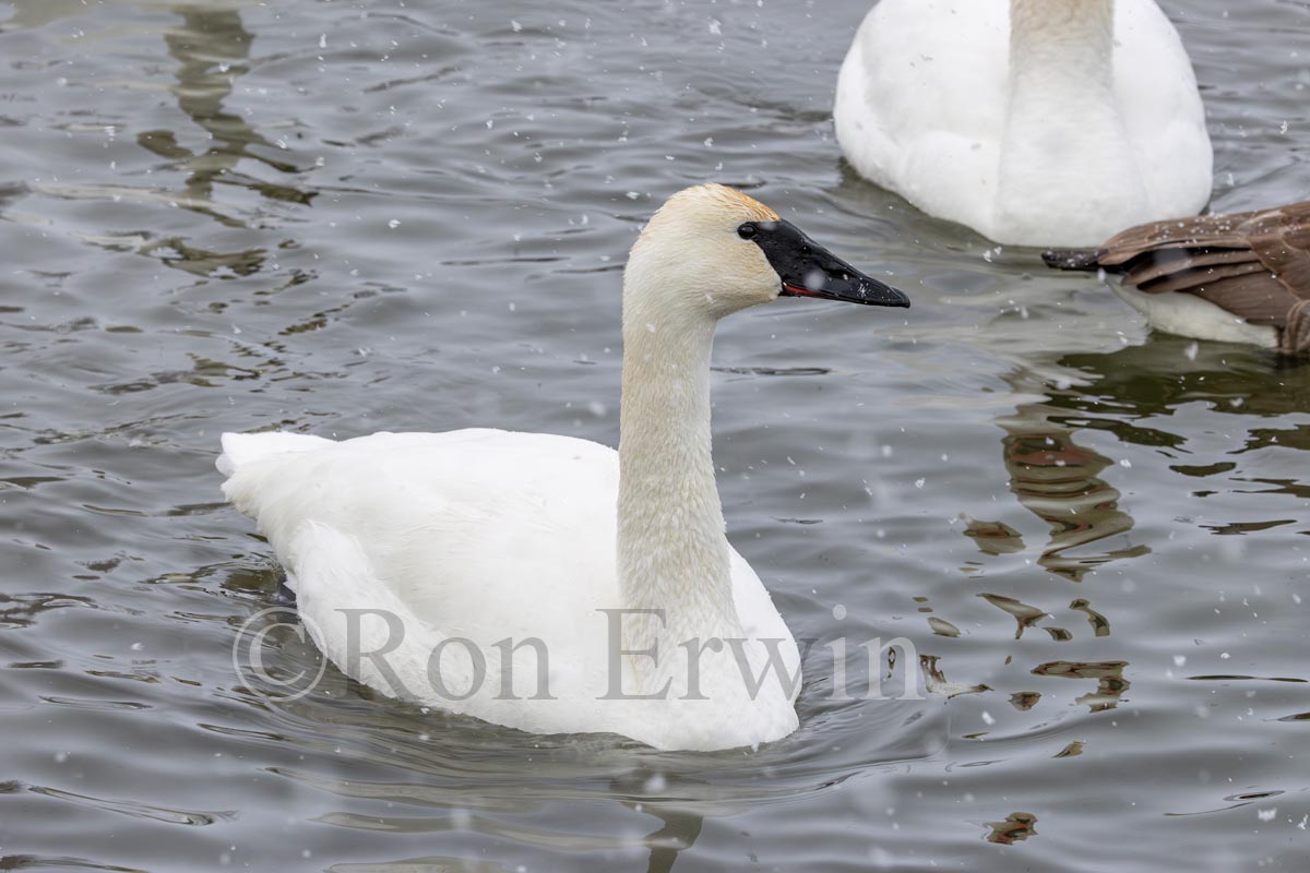 Trumpeter Swan