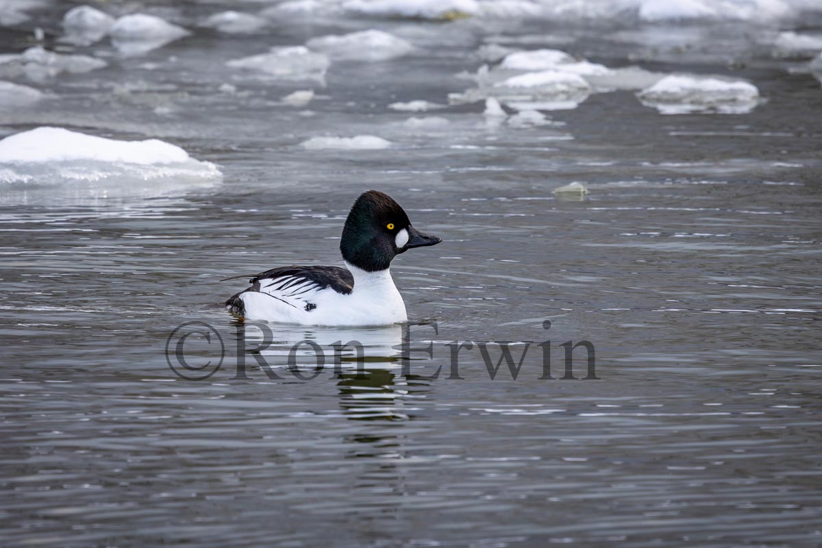 Male Common Goldeneye