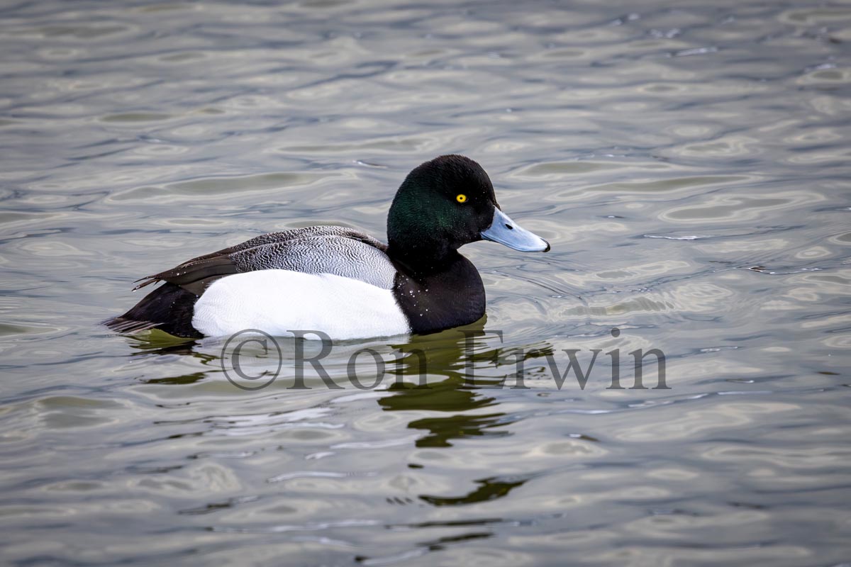 Greater Scaup