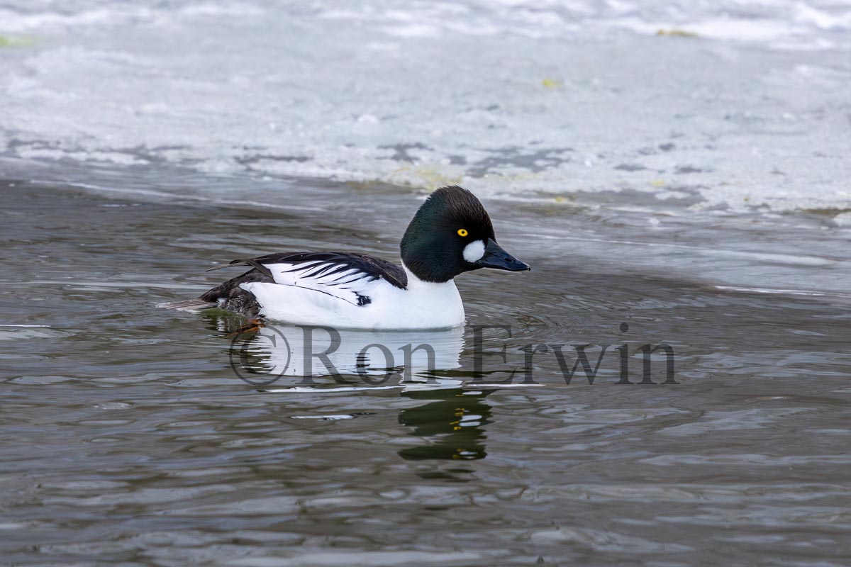 Male Common Goldeneye