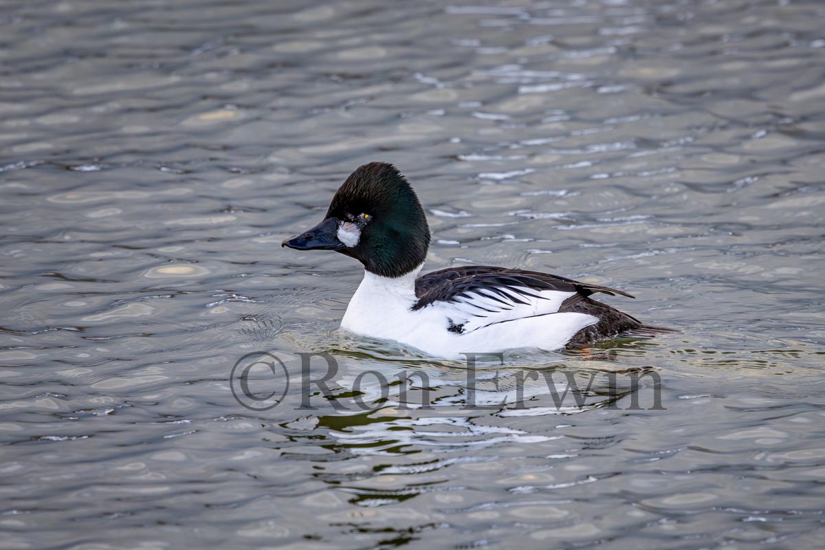 Male Common Goldeneye