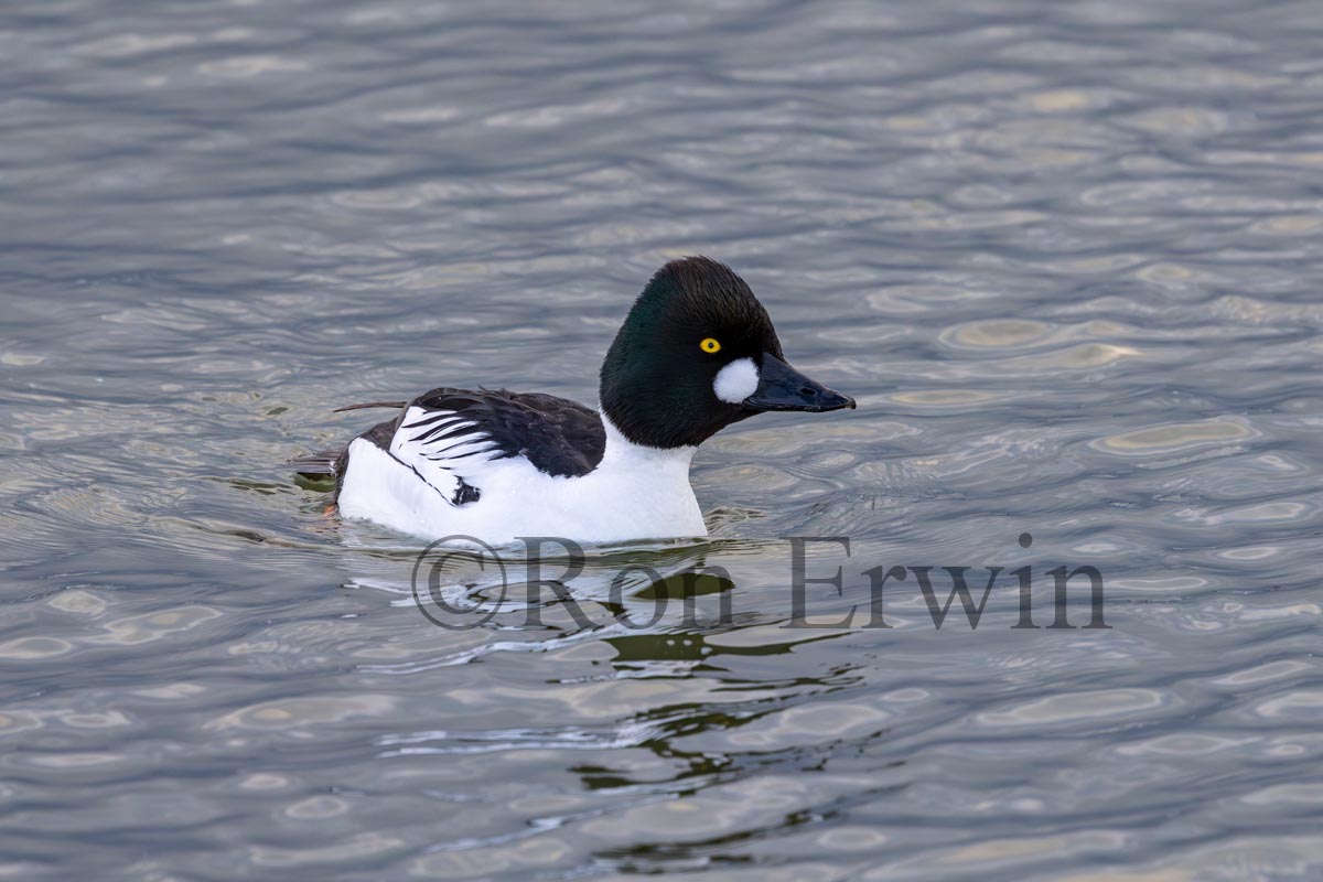 Male Common Goldeneye