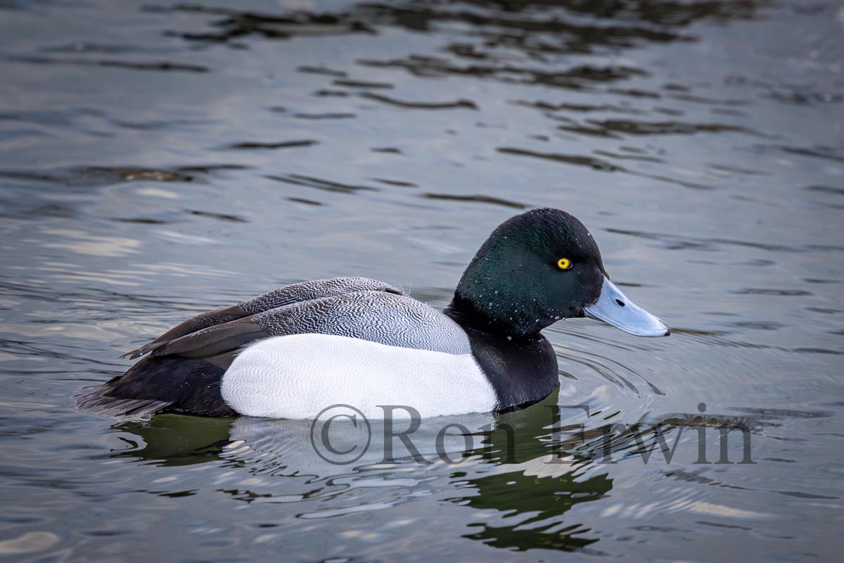 Greater Scaup